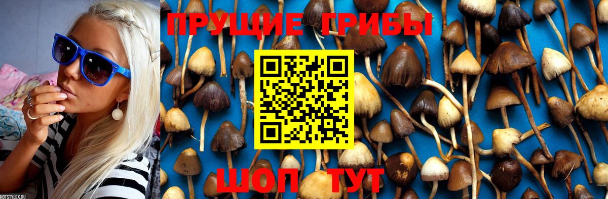 Псилоцибиновые грибы GOLDEN TEACHER Салехард